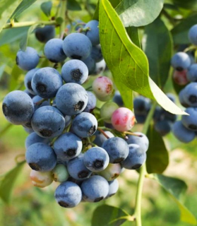 Vaccinium corymbosum 'Denise Blue'
